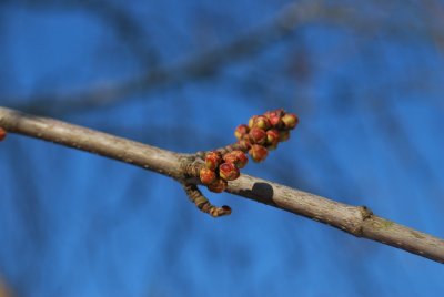 Acer saccharinum 'Wieri' - javor stříbrný 'Wieri' - zimní pupeny